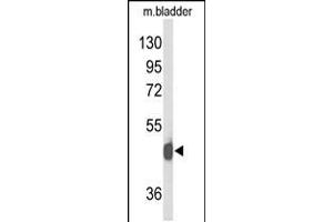 Western blot analysis of NPY2R Antibody in mouse bladder tissue lysates (35ug/lane)