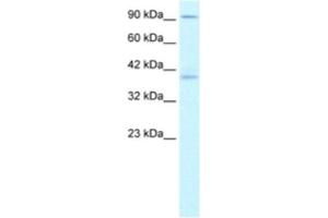 Western Blotting (WB) image for anti-Kinesin Family Member C2 (KIFC2) antibody (ABIN2460844) (KIFC2 抗体)