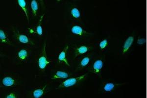 IF analysis of CRM1 using anti-CRM1 antibody (ABIN4886771).