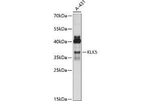 Western blot analysis of extracts of A-431 cells, using KLK5 antibody (ABIN7268064) at 1:1000 dilution. (Kallikrein 5 抗体  (C-Term))