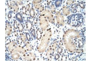 ANP32A antibody was used for immunohistochemistry at a concentration of 4-8 ug/ml to stain Epithelial cells of renal tubule (arrows) in Human Kidney. (PHAP1 抗体)