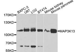 Western blot analysis of extracts of various cell lines, using MAP3K13 antibody (ABIN4904295) at 1:1000 dilution.