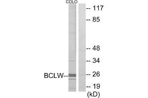 Western Blotting (WB) image for anti-BCL2-Like 2 (BCL2L2) (C-Term) antibody (ABIN1850415) (BCL2L2 抗体  (C-Term))