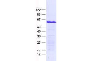 Western Blotting (WB) image for Zinc Finger Protein 596 (ZNF596) protein (His tag) (ABIN2736079)