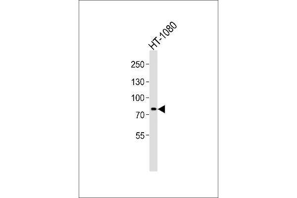 AGAP4 antibody  (C-Term)