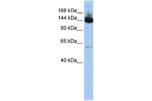 WB Suggested Anti-SYMPK  Antibody Titration: 0. (Symplekin 抗体  (Middle Region))
