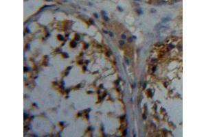 IHC-P analysis of testis tissue, with DAB staining. (PAG1 抗体  (AA 138-357))