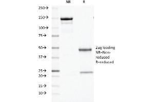 SDS-PAGE (SDS) image for anti-Ornithine Decarboxylase 1 (ODC1) antibody (ABIN6940237)