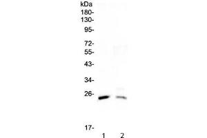 Western blot testing of 1) rat testis and 2) mouse testis lysate with StAR antibody at 0. (STAR 抗体)