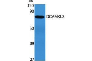 Western Blotting (WB) image for anti-Doublecortin-Like Kinase 3 (DCLK3) (Internal Region) antibody (ABIN3184261) (DCLK3 抗体  (Internal Region))