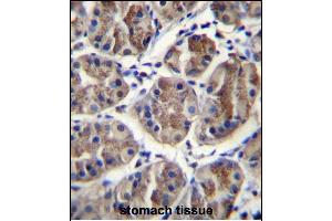 EIF3A Antibody (C-term) (ABIN656879 and ABIN2846079) immunohistochemistry analysis in formalin fixed and paraffin embedded human stomach tissue followed by peroxidase conjugation of the secondary antibody and DAB staining.