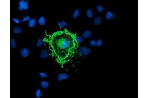 Anti-PDE1B mouse monoclonal antibody (ABIN2454884) immunofluorescent staining of COS7 cells transiently transfected by pCMV6-ENTRY PDE1B (RC206588). (PDE1B 抗体)