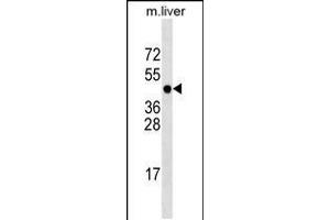Western blot analysis in mouse liver tissue lysates (35ug/lane). (PCMTD1 抗体  (N-Term))