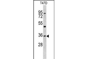 Western blot analysis of KLF6 antibody (N-term) (ABIN390516 and ABIN2840869) in T47D cell line lysates (35 μg/lane). (KLF6 抗体  (N-Term))