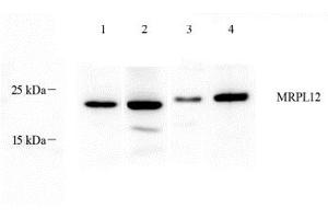 Western blot analysis of MRPL12 (ABIN7074638) at dilution of 1: 1000,Lane 1: Mouse stomach tissue lysate,Lane 2: Mouse colon tissue lysate,Lane 3: Rat breast tissue lysate,Lane 4: Rat stomach tissue lysate (MRPL12 抗体)