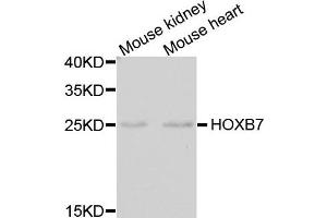 Western blot analysis of extracts of mouse kidney and mouse heart using HOXB7 antibody. (HOXB7 抗体)