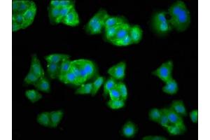 Immunofluorescence staining of HepG2 cells with ABIN7166102 at 1:33, counter-stained with DAPI. (SEL1L 抗体  (AA 22-181))
