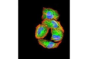Immunofluorescence analysis of Hela cells using PIK3R4 mouse mAb (green). (PIK3R4 抗体  (AA 772-906))