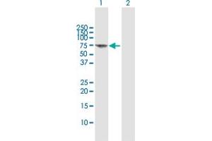 Western Blot analysis of FANCG expression in transfected 293T cell line by FANCG MaxPab polyclonal antibody. (FANCG 抗体  (AA 1-622))