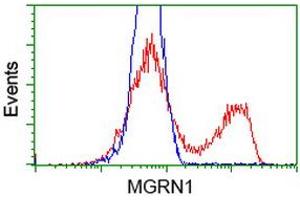 HEK293T cells transfected with either RC208284 overexpress plasmid (Red) or empty vector control plasmid (Blue) were immunostained by anti-MGRN1 antibody (ABIN2454427), and then analyzed by flow cytometry. (Mahogunin RING Finger Protein 1 抗体)
