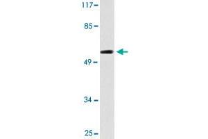 Western blot analysis of 293 cell lysate with CYP2C19 polyclonal antibody . (CYP2C19 抗体)