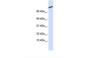 Image no. 1 for anti-cAMP-Regulated phosphoprotein, 21kDa (ARPP21) (AA 74-123) antibody (ABIN6749725) (ARPP21 抗体  (AA 74-123))