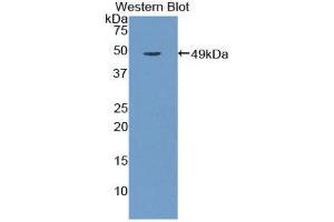 Western Blotting (WB) image for anti-Galactose 3-O-Sulfotransferase 1 (GAL3ST1) (AA 57-196) antibody (ABIN1858951) (GAL3ST1 抗体  (AA 57-196))