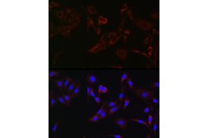 Immunofluorescence (IF) image for anti-Hexokinase 1 (HK1) (AA 20-300) antibody (ABIN3021309)