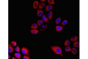 Immunofluorescent analysis of A549 cells using ABIN7160758 at dilution of 1:100 and Cy3-congugated Goat Anti-Rabbit IgG (FPR3 抗体  (AA 307-353))