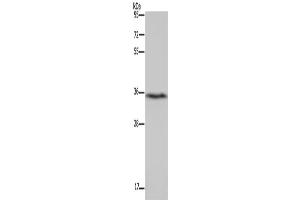Western Blotting (WB) image for anti-Dimethylarginine Dimethylaminohydrolase 1 (DDAH1) antibody (ABIN2434191) (DDAH1 抗体)