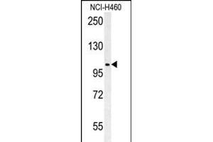 CNNM4 Antibody (Center) (ABIN651611 and ABIN2840324) western blot analysis in NCI- cell line lysates (35 μg/lane). (CNNM4 抗体  (AA 565-593))