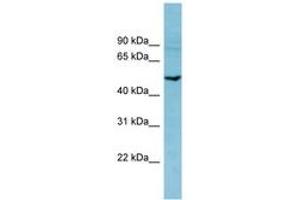 Image no. 1 for anti-phosphodiesterase 7B (PDE7B) (AA 251-300) antibody (ABIN6741656) (PDE7B 抗体  (AA 251-300))