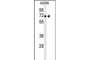 Western blot analysis of ATP6V1A Antibody (Center) (ABIN653735 and ABIN2843040) in  cell line lysates (35 μg/lane). (ATP6V1A 抗体  (AA 441-468))