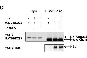 Western Blotting (WB) image for anti-DEAD (Asp-Glu-Ala-Asp) Box Polypeptide 39B (DDX39B) antibody (ABIN2855057)