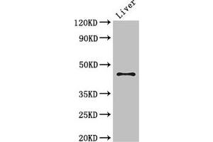 Western Blot Positive WB detected in: Mouse liver tissue All lanes: RHD antibody at 3 μg/mL Secondary Goat polyclonal to rabbit IgG at 1/50000 dilution Predicted band size: 46, 35, 54, 44, 42 kDa Observed band size: 46 kDa (RHD 抗体  (AA 32-76))