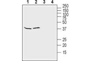 Western Blotting (WB) image for anti-Potassium Inwardly-Rectifying Channel, Subfamily J, Member 10 (KCNJ10) (AA 93-106), (Extracellular) antibody (ABIN7043471)