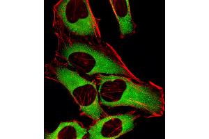 Fluorescent image of Hela cells stained with CRTAP Antibody (N-term). (CRTAP 抗体  (N-Term))