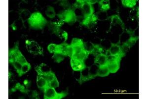 Immunofluorescence of purified MaxPab antibody to RETN on 293 cell. (Resistin 抗体  (AA 1-108))