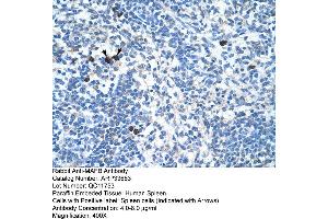 Human Spleen (MAFB 抗体  (N-Term))
