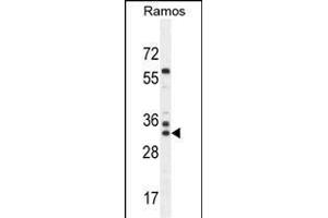 FA Antibody (N-term) (ABIN655330 and ABIN2844898) western blot analysis in Ramos cell line lysates (35 μg/lane). (FAM133A 抗体  (N-Term))
