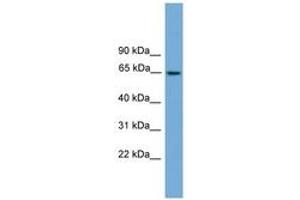 Image no. 1 for anti-Tripartite Motif Containing 25 (TRIM25) (AA 359-408) antibody (ABIN6745234) (TRIM25 抗体  (AA 359-408))