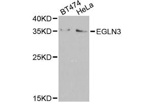 Western blot analysis of extracts of various cell lines, using EGLN3 antibody (ABIN5974477) at 1/1000 dilution. (EGLN3 抗体)