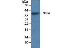 Western blot analysis of recombinant Human LRG1.