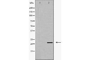 Western blot analysis of Claudin 11 expression in Mouse brain extract. (Claudin 11 抗体  (C-Term))