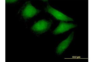 Immunofluorescence (IF) image for anti-Neural Precursor Cell Expressed, Developmentally Down-Regulated 9 (NEDD9) (AA 1-834) antibody (ABIN518274)