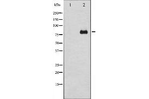 Western blot analysis of PKC delta expression in HeLa whole cell lysates,The lane on the left is treated with the antigen-specific peptide. (PKC delta 抗体)