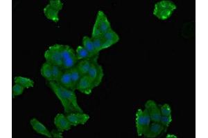 Immunofluorescent analysis of HepG2 cells using ABIN7149924 at dilution of 1:100 and Alexa Fluor 488-congugated AffiniPure Goat Anti-Rabbit IgG(H+L) (DPYS 抗体  (AA 250-519))