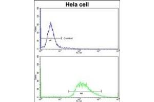 Flow cytometric analysis of hela cells using LMOD1 Antibody (Center )(bottom histogram) compared to a negative control cell (top histogram)FITC-conjugated goat-anti-rabbit secondary antibodies were used for the analysis. (Leiomodin 1 抗体  (AA 214-241))