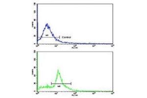 Flow cytometric analysis of MDA-231 cells using Caspase-9 antibody (bottom histogram) compared to a negative control cell (top histogram). (Caspase 9 抗体  (Ser196))