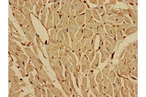 Immunohistochemistry of paraffin-embedded human heart tissue using ABIN7157046 at dilution of 1:100 (IREB2 抗体  (AA 107-216))